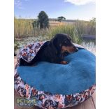 Kiwi Pet's kék tacskós strong bebújós fekhely 80cm 