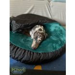 Kiwi Pet's bebújós fekhelyek több méretben