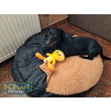 Kiwi Pet's bebújós fekhelyek egyszínű sherpa anyagból