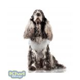 Milk&Pepper Alec grey polo 38-as méret