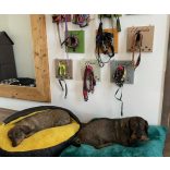 Kiwi Pet's Maja bebújós fekhelyek