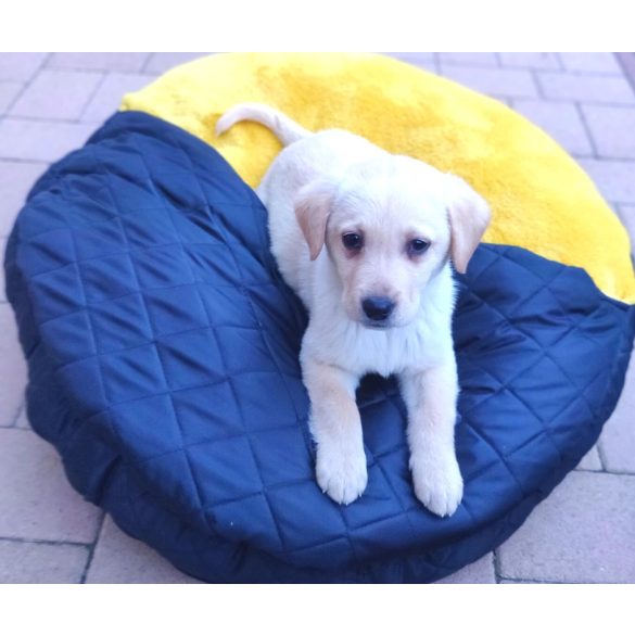 Kiwi Pet's Maja bebújós fekhelyek