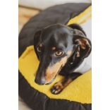 Kiwi Pet's Maja bebújós fekhelyek