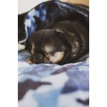 Kiwi Pet's Blue Military bebújós fekhelyek