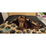 Kiwi Pet's szögletes bebújós fekhely szürke sherpa 75x55cm