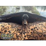 Kiwi Pet's barna csontos-tappancsos szögeletes bebújós 90x55cm