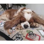 Kiwi Pet's Dogs párnák 