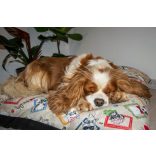 Kiwi Pet's Dogs párnák 