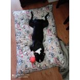 Kiwi Pet's Dogs párnák 