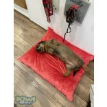 Kiwi Pet's Raspberry párnák 