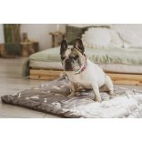 Kiwi Pet's Bulldogs lapfekhelyek