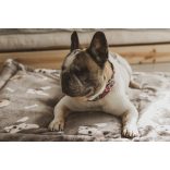 Kiwi Pet's Bulldogs lapfekhelyek