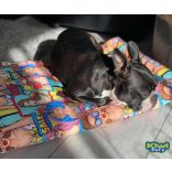 Kiwi Pet's LIMITÁLT nyári vízlepergetős fekhely képregényes 2 méretben