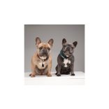 Vegyszermentes ultrahangos kullancs- és bolhariasztó medál kutyáknak és macskáknak, TICKLESS - bézs