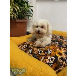 Kiwi Pet's winter dogs kutyafekhely 75x65cm