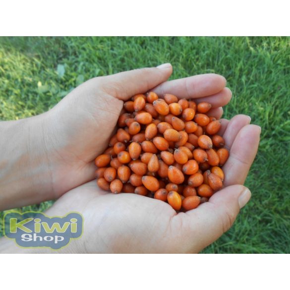 Homoktövis por immunerősítésre