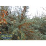 Homoktövis por immunerősítésre