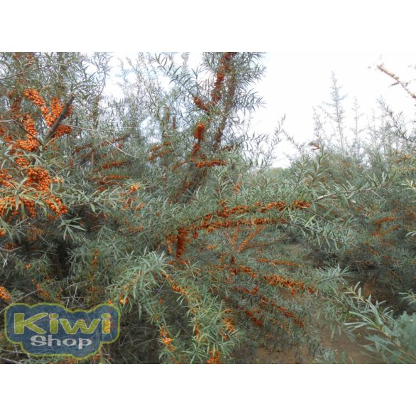 Homoktövis por immunerősítésre