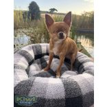 Kiwi Pet