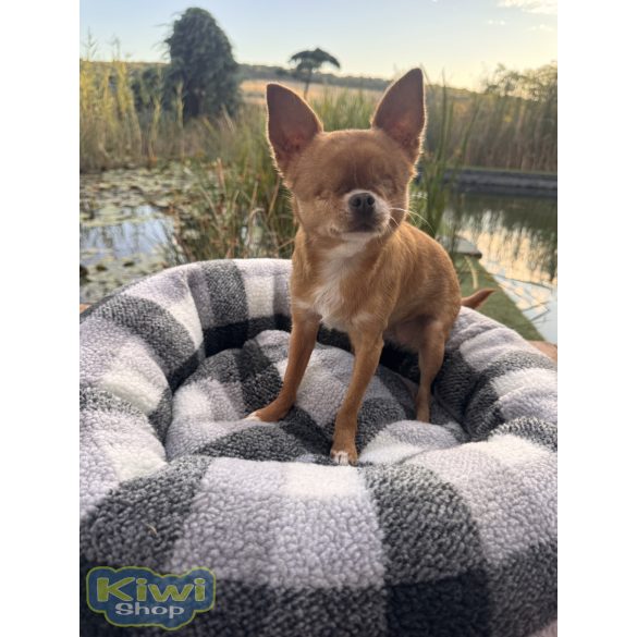 Kiwi Pet