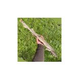 Egész cápa fogtisztító rágóka kutyáknak