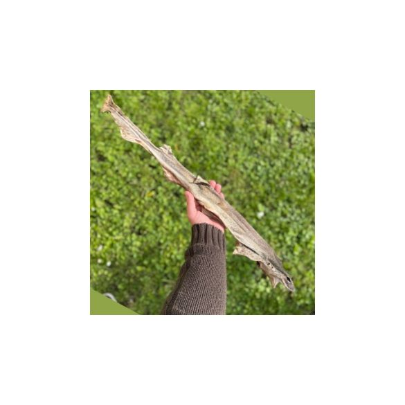 Egész cápa fogtisztító rágóka kutyáknak