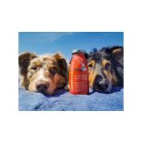 SmoothieDog - Marhahús smoothie menü kutyáknak 250 ml