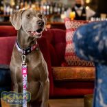 Max&Molly Cherry Bloom nyakörvek