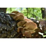 GanoPet Laskagomba por 50gr