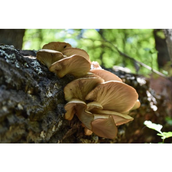 GanoPet Laskagomba por 50gr