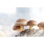 GanoPet Shiitake gomba por