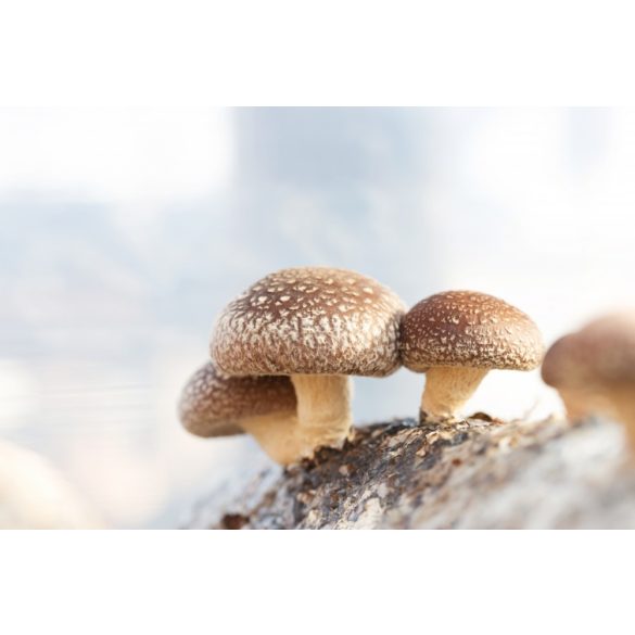 GanoPet Shiitake gomba por