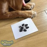 Tappancslenyomat tintapad készlet kis- és közepes testű kedvenceknek