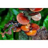 GanoPet Ganoderma gomba por