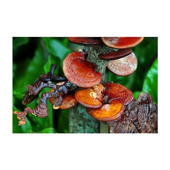GanoPet Ganoderma gomba por