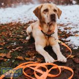 Hunter Convenience 15/1200 keresőpóráz - türkiz