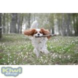 Doog Stick Family Toys - Uncle Chuck 36x3,5cm