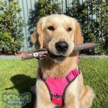 Doog Stick Family Toys - Uncle Chuck 36x3,5cm