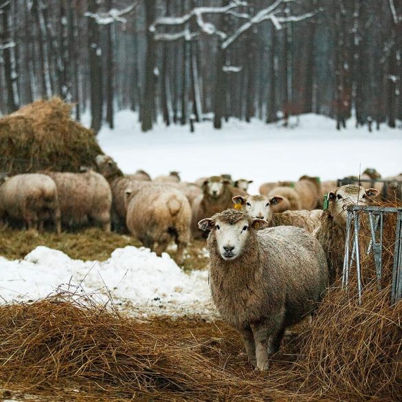 Bio birkahús konzerv kutyáknak