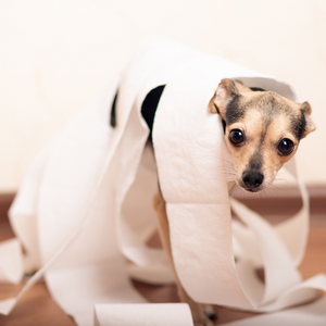 Gyomor- és bélrendszeri problémák kutyáknál - van megoldás