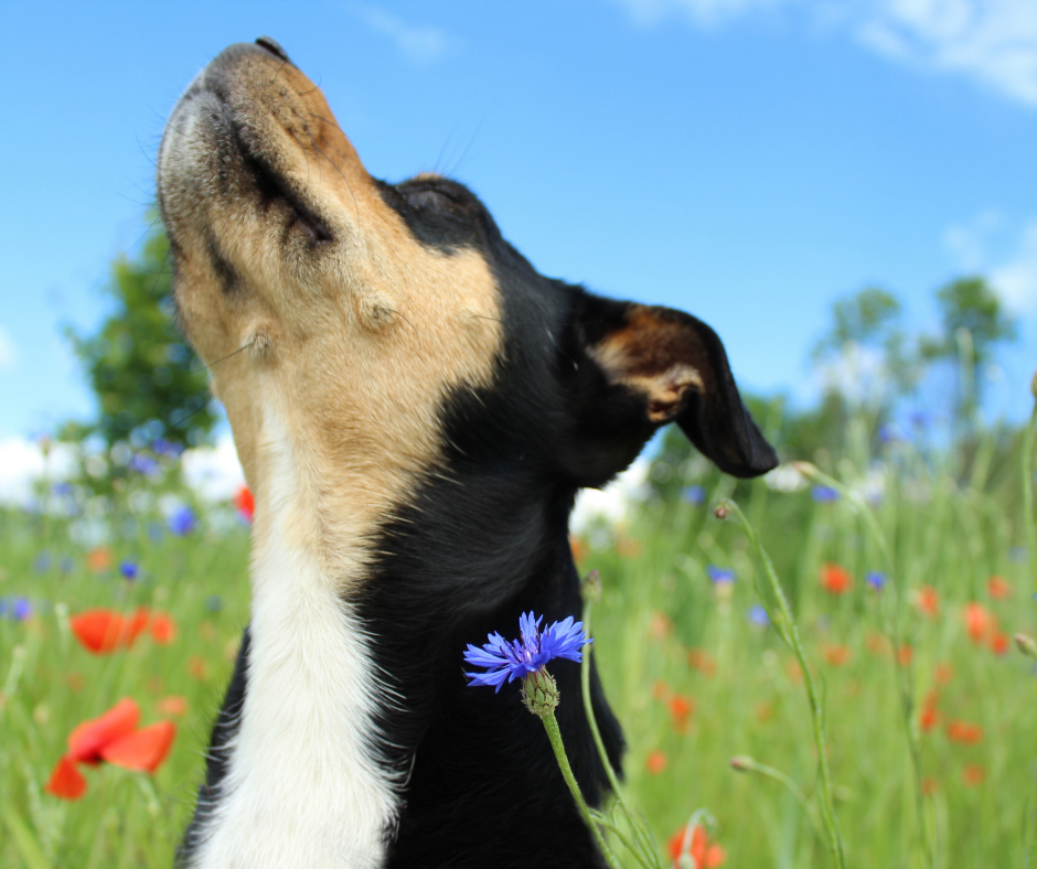 Hello Tavasz! - Kiránduljunk kutyával - mit vigyünk magunkkal…